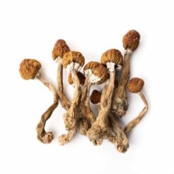 Tri-Colour Ecuadorian Magic Mushrooms are a rare and premium strain that comes from the mountains of Ecuador. These shrooms are known for their special appearance and smooth, balanced psychedelic experience.