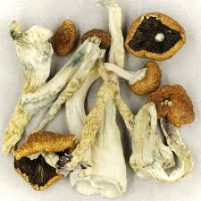 Creeper Magic Where To Get Shrooms