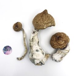 Buy Lizard King Mushrooms โ Lizard King Psilocybe Cubensis