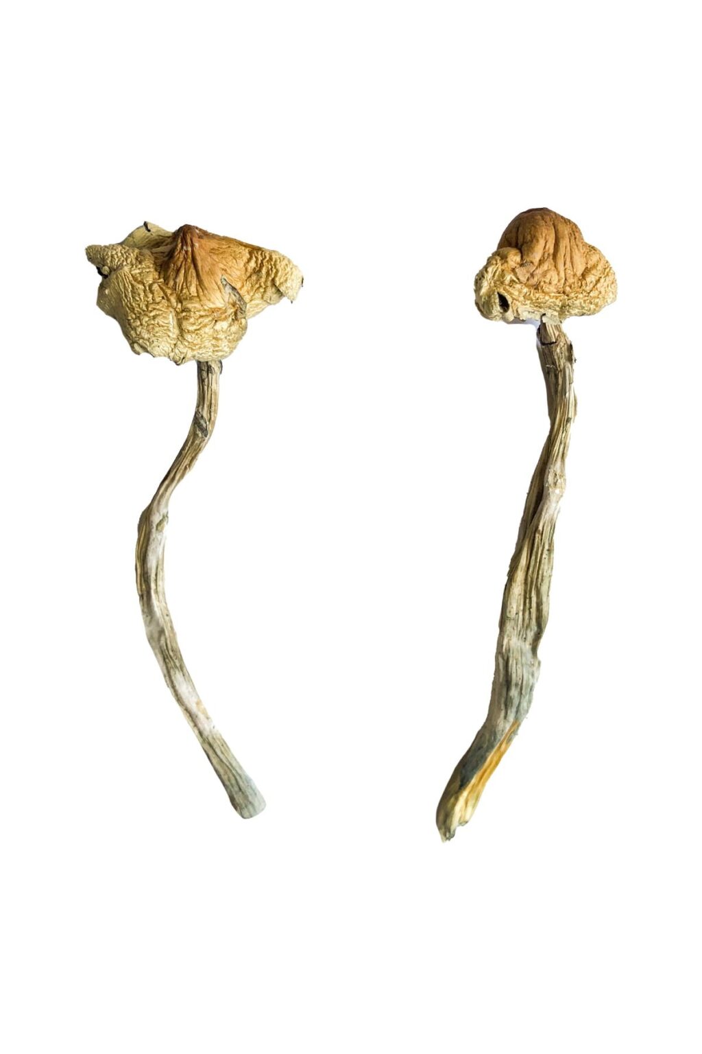Huautla strain dried botanical specimens displaying distinctive slender stalks and brown caps