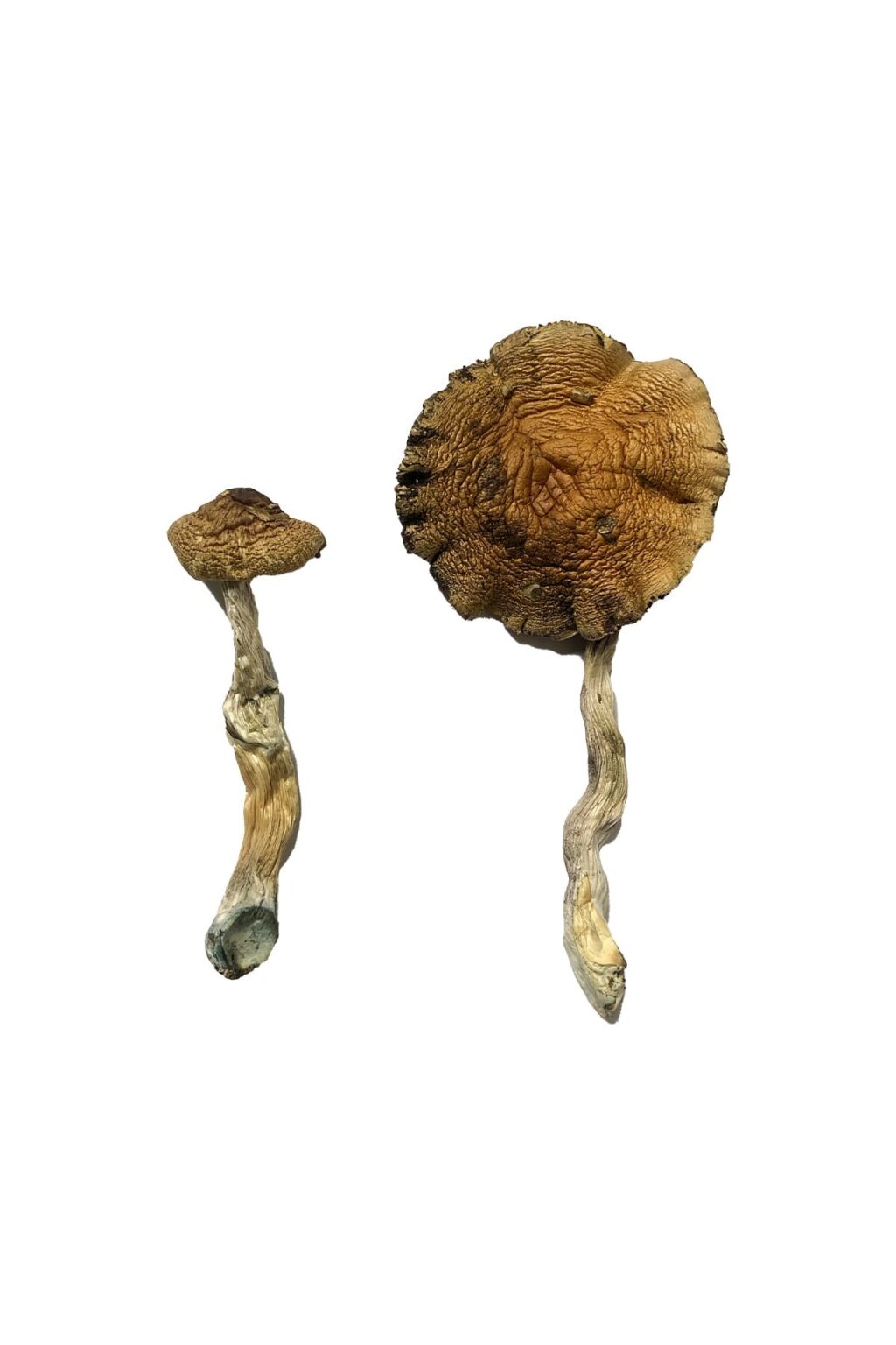 dense convex golden brown cap structure on a Lizard King fungal specimen