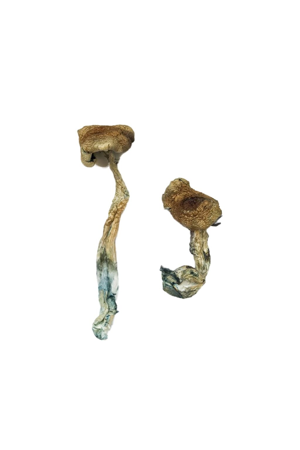 premium Texas Yellow Cap strain dried fungal specimens